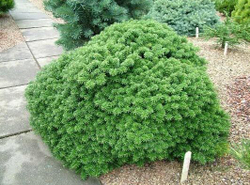 Пихта корейская Кис Р9 10-15 см Закупка М62 апрель-май 2026