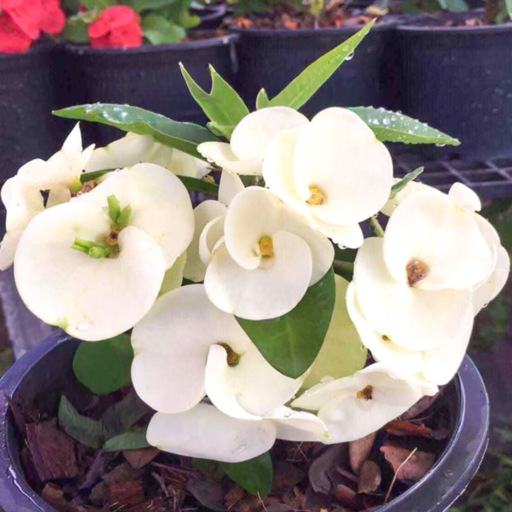 Эуфорбия Миля MALAI NGERN LAN