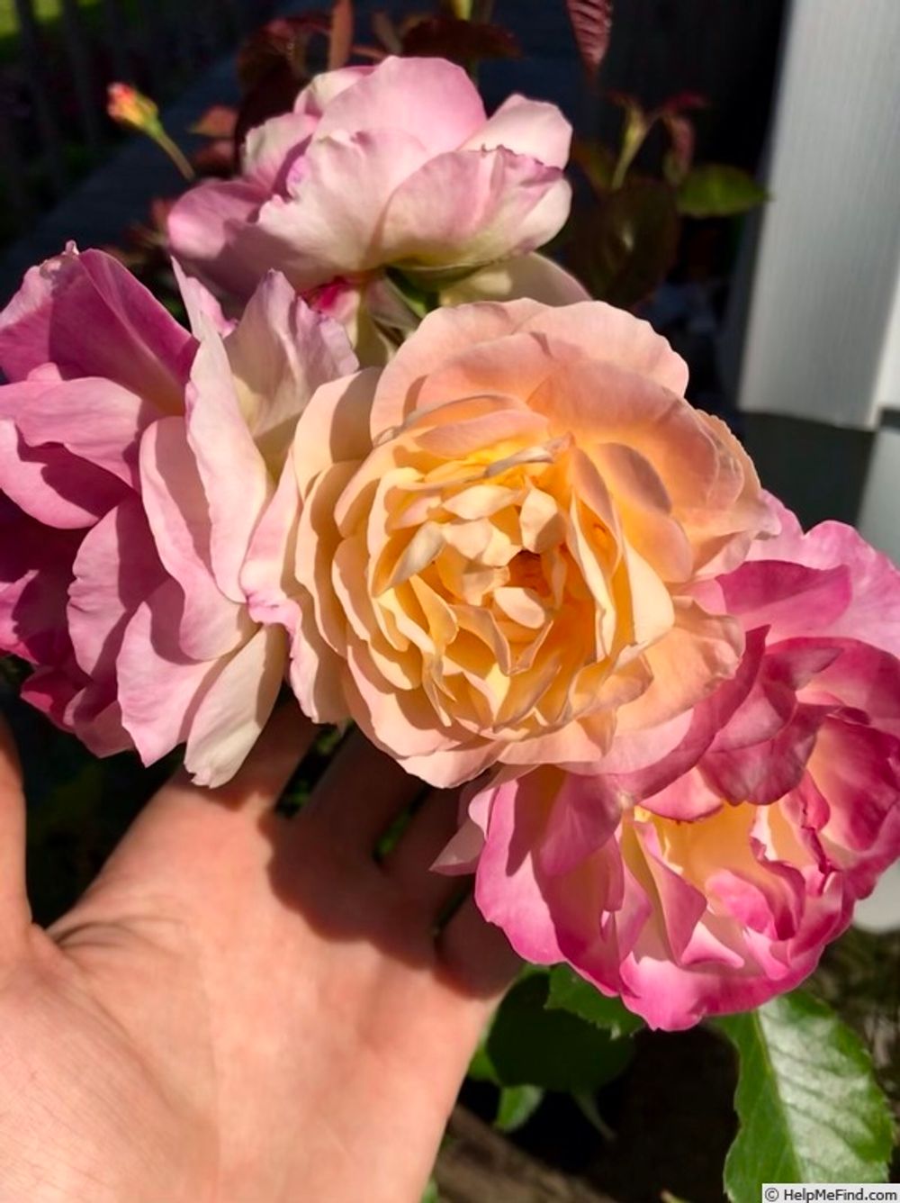 Лайф Оф Зе Пати (Life of the Party)