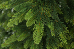 TAIGA 100%PU Ель искусственная Тайга литая 100% 250 см