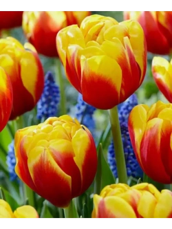 Тюльпаны Atlas 4 шт, набор луковиц