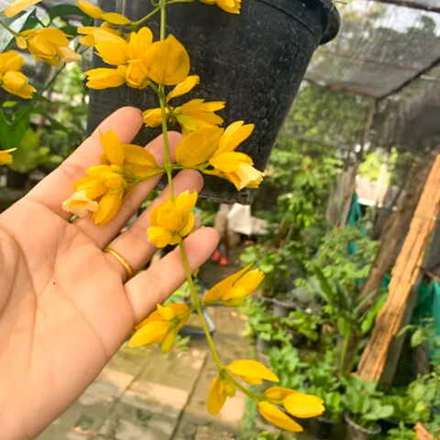 Петреовитекс бамбуколистный – Лиана Нонг-Нуч