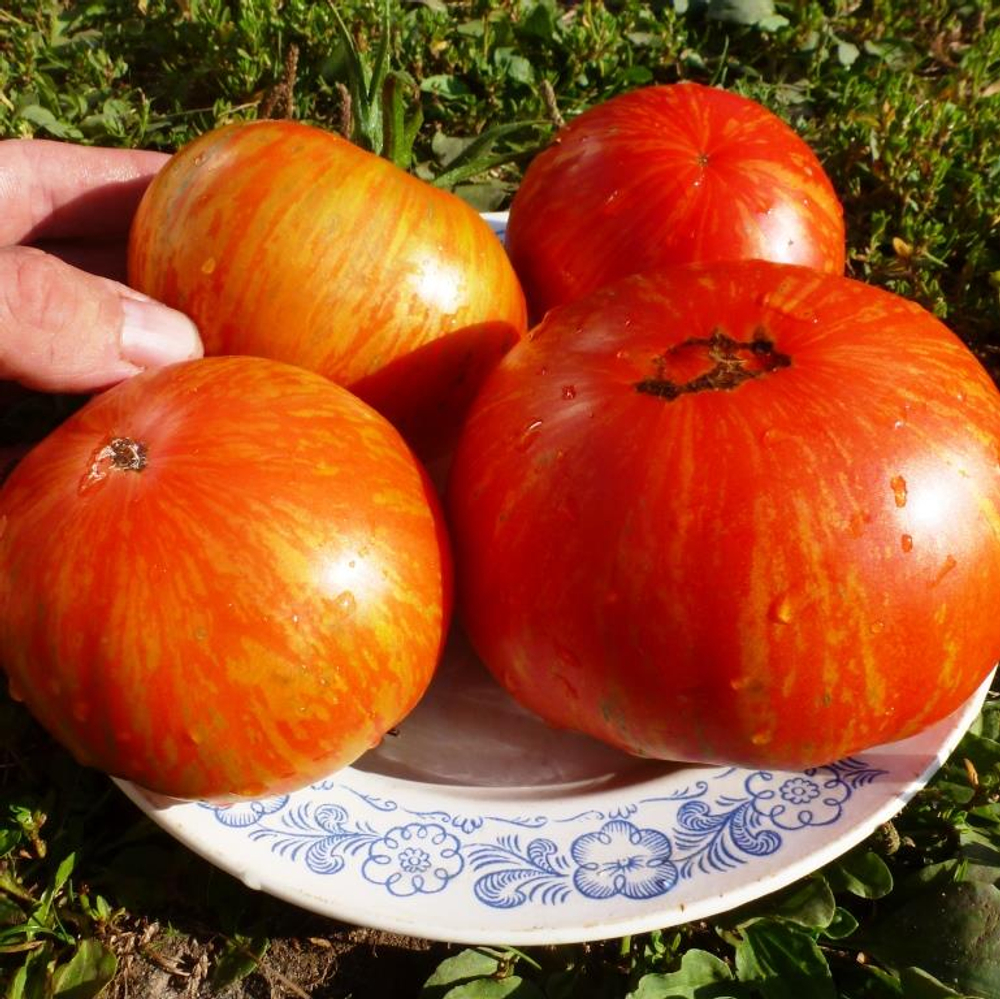 Помидоры Solar Flare – Вспышка На Солнце