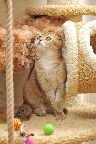 Дом для кошки И-18