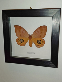 Бабочка Automeris randa самка в рамке