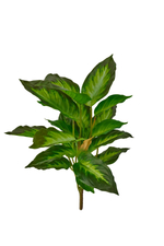 Аглаонема (24 листа)