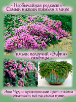 Тимьян Элфин почвопокровный чабрец пряное растение