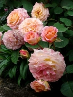 Роза шраб Мишель Бедросян