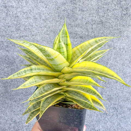 Сансевиерия GABRIELLA YELLOW VAR s.L