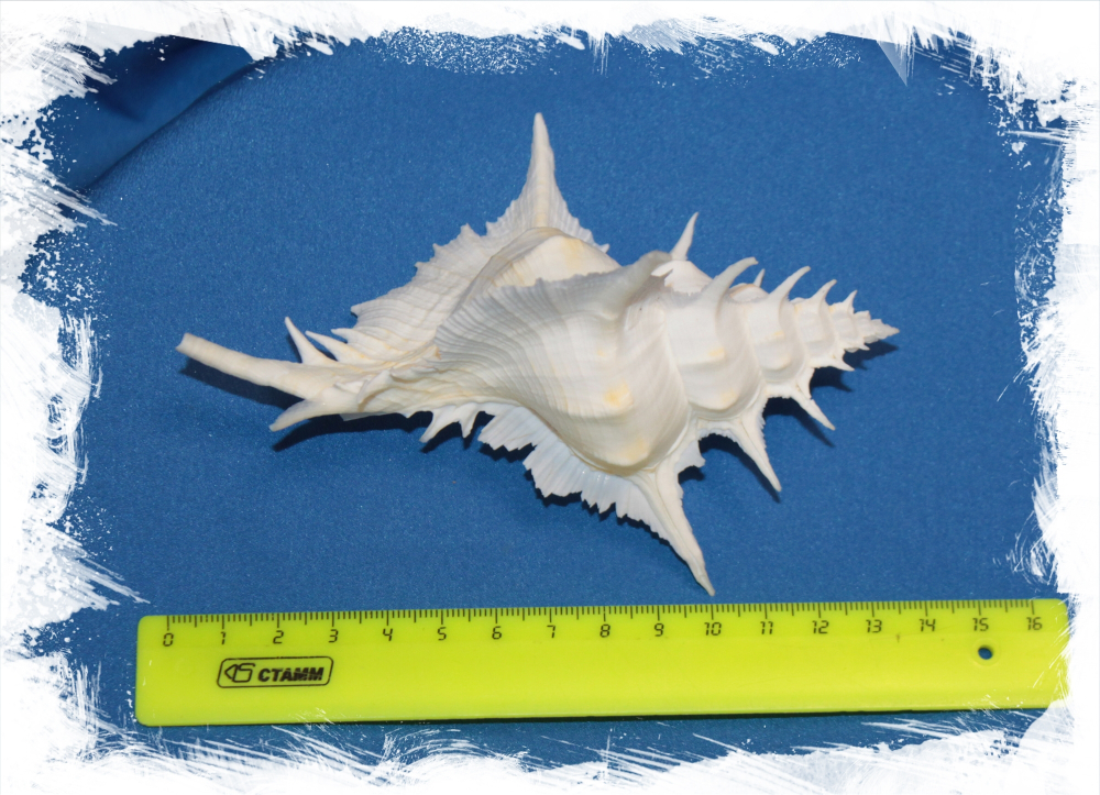 Алебастровый Мурекс размер