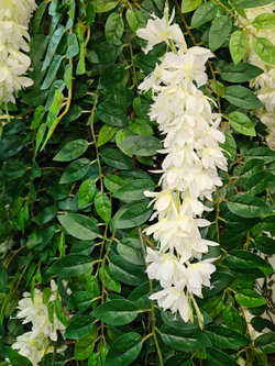 Дерево Акация 280см в кашпо