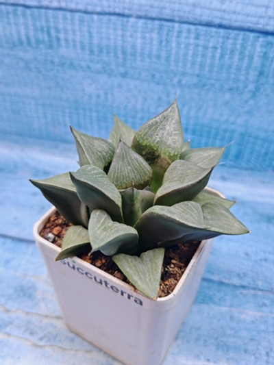 Haworthia Comptoniana hyb. (Хавортия)