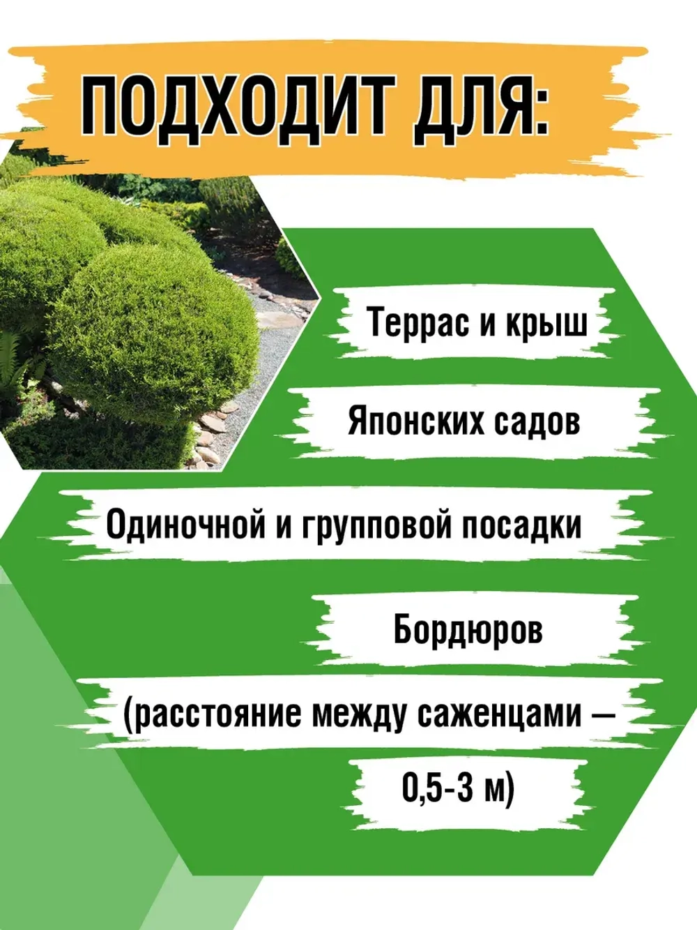 Саженец Туя западная Тедди