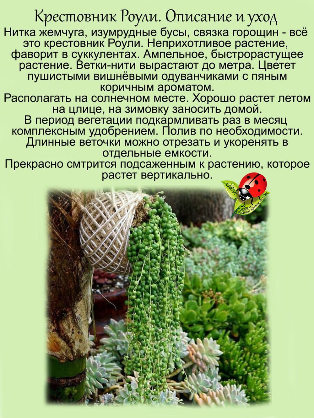 Крестовник Роули ампельный