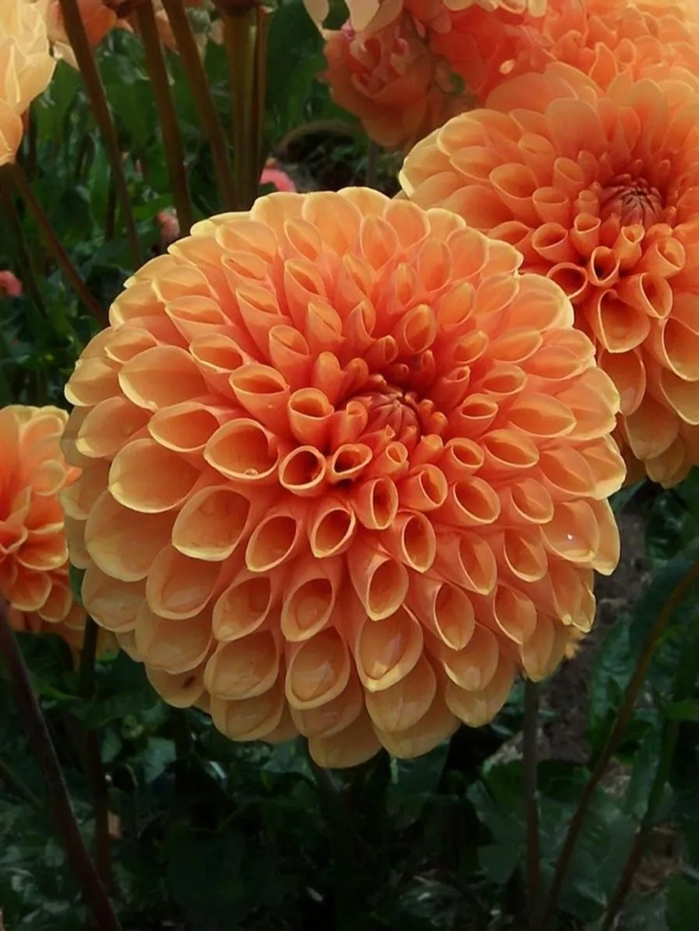 Георгин декоративный Беатрис