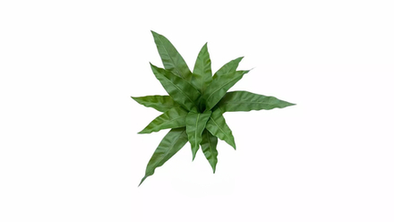 Асплениум куст из 12 листьев средний