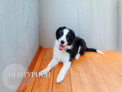 Ламинированная панель ПВХ Лиственница светлая 2700х250мм