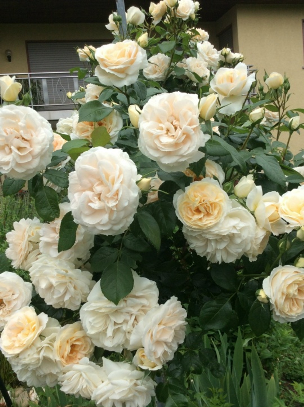 Роза Лионс Роуз (Флорибунда)