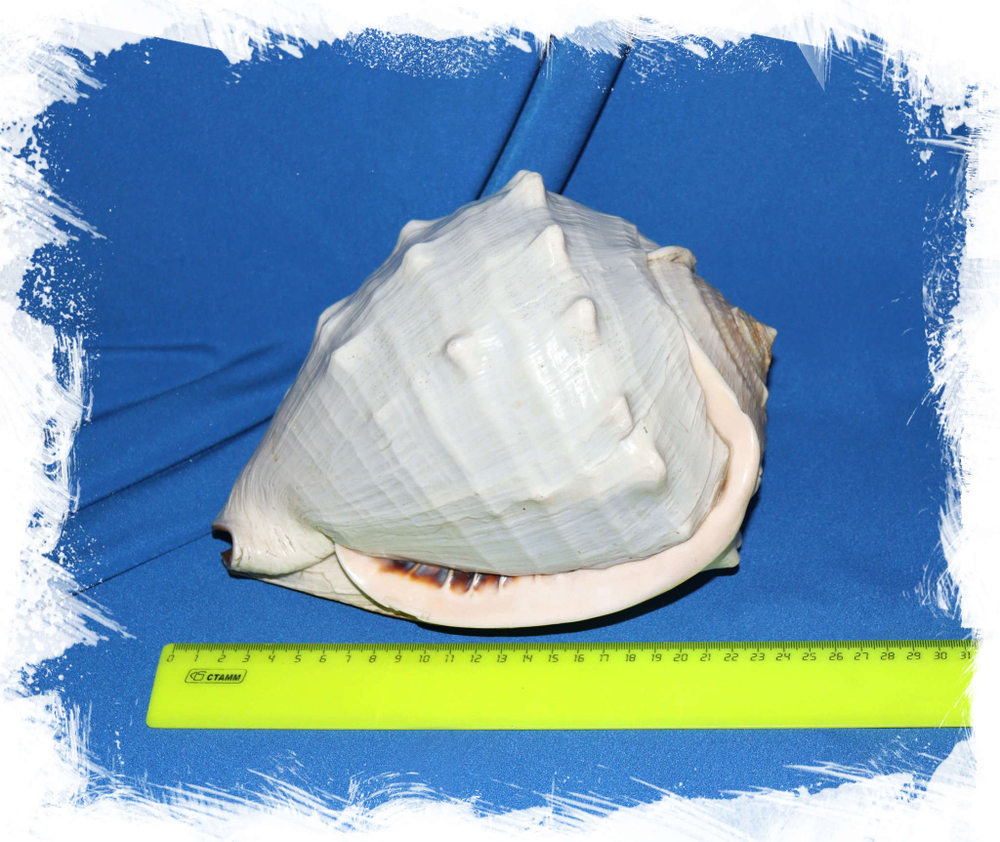 Кассис мадагаскаренсис (Cassis madagascariensis) размер