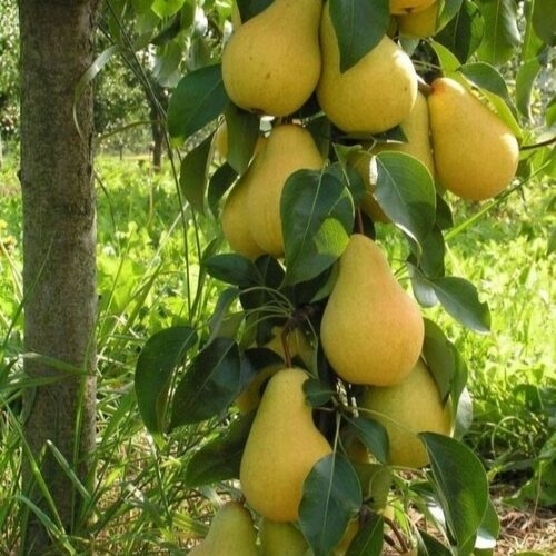 Груша Декора (Колоновидная)