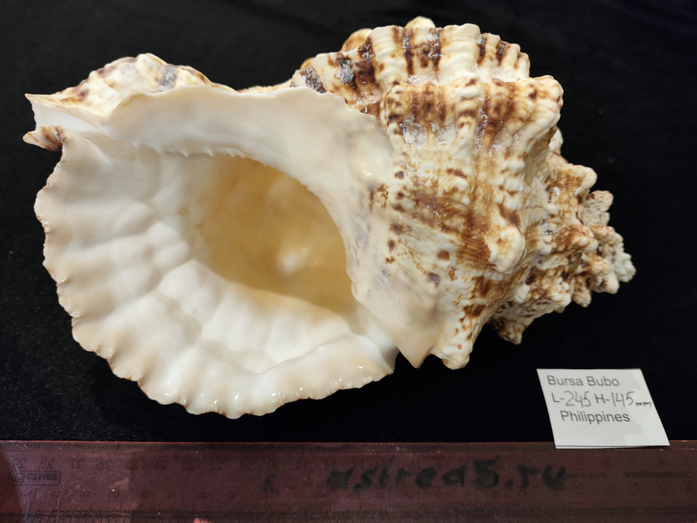 Бурса Бубо 180-260мм