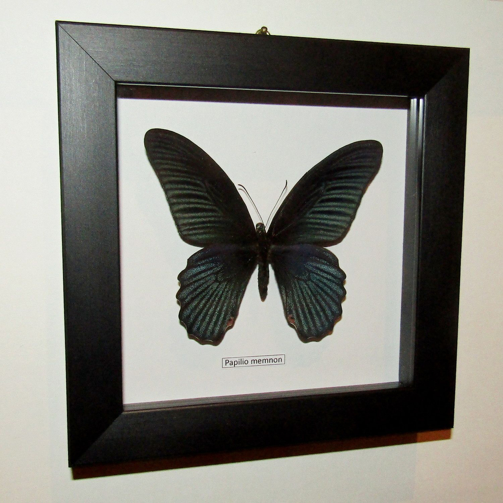 Украшение настенное Бабочка Papilio memnon самец в рамке