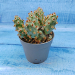 Tephrocactus Molinensis Red Glochids (Тефрокактус)