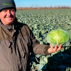 ТАЙСОН F1 семена капусты белокочанной (Hazera | Хазера)