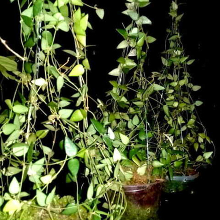 Дисхидия RIMICOLA