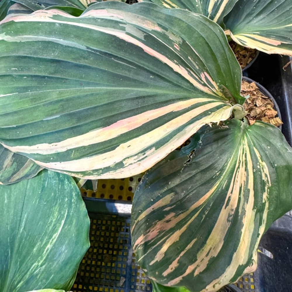 Кемпферия 06 PEACOCK (Н135)