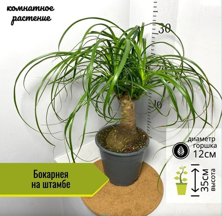 Бокарнея на штамбе, D12см Н35см, 1см, Нидерланды