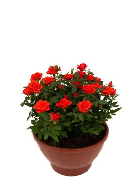 Роза Кордана d10,5см h25-40см