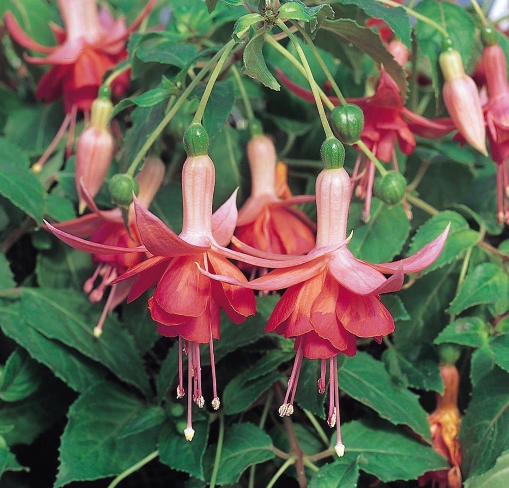 Фуксия Trailing dansing flame