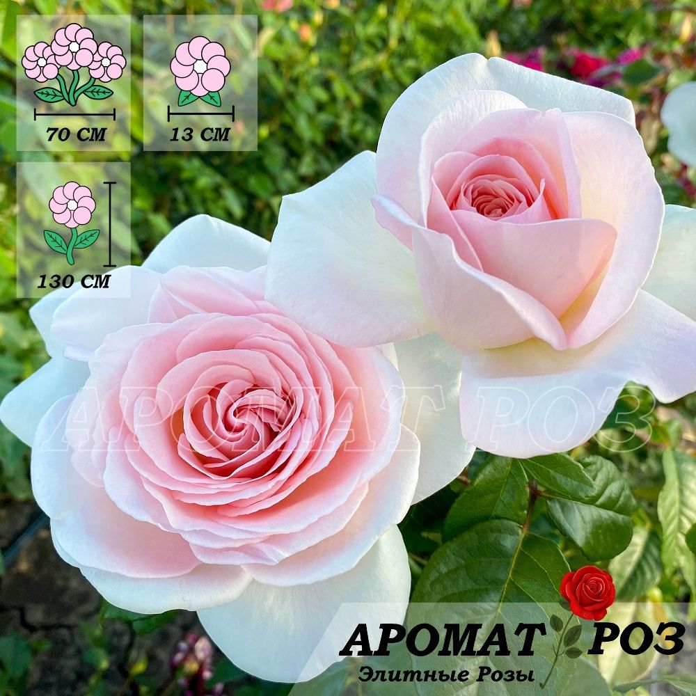 Принс Жардинье (Prince Jardinier) (Александр Пушкин)