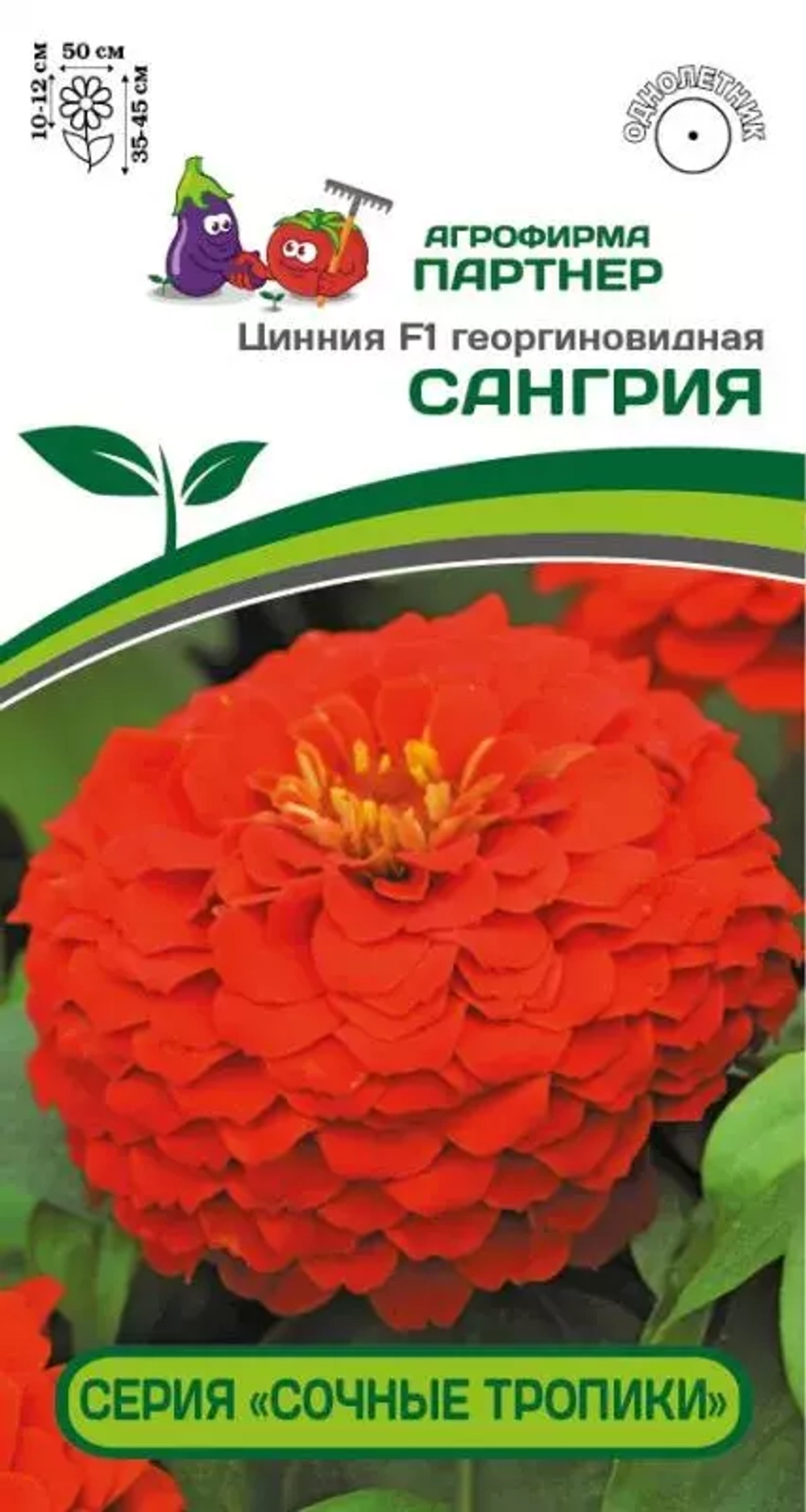 ЦИННИЯ F1 САНГРИЯ / ГЕОРГИНОВИДНАЯ (ПАРТНЕР)