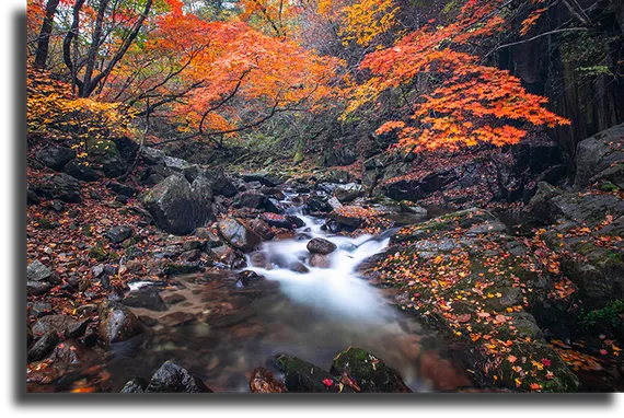 Постер "Ручей в лесу"