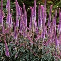 Вероникаструм