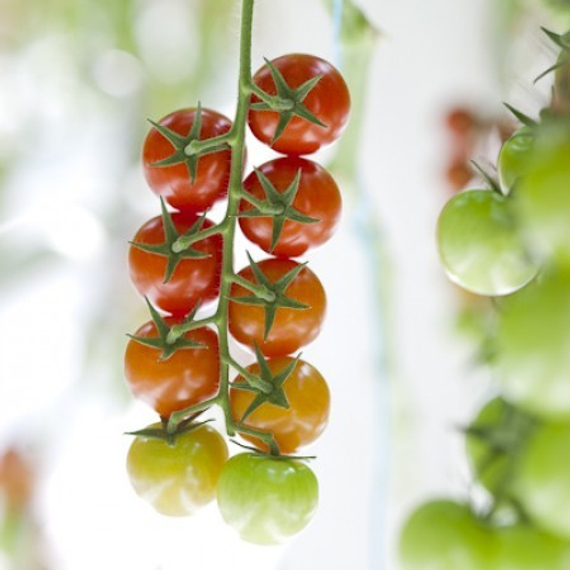 Имперозо F1 семена томата – фото 2