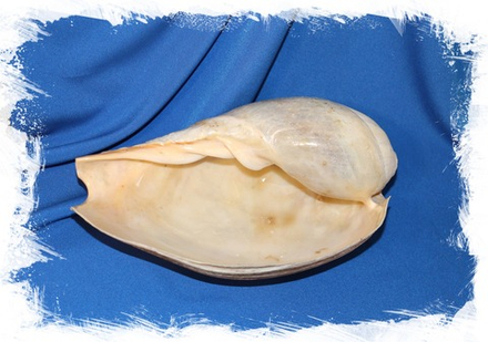 Мело цимбиум сенегаленсис (Cymbium senegalensis), 1шт, 27см