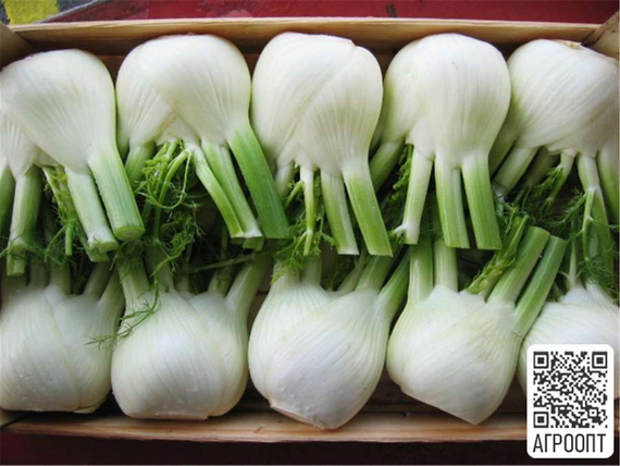 Рондо F1 семена фенхеля (Bejo / Бейо) продукт – фото 2
