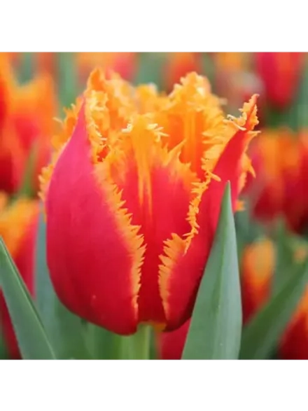 Луковицы тюльпанов сорт Davenport бахромчатый,(4штуки)