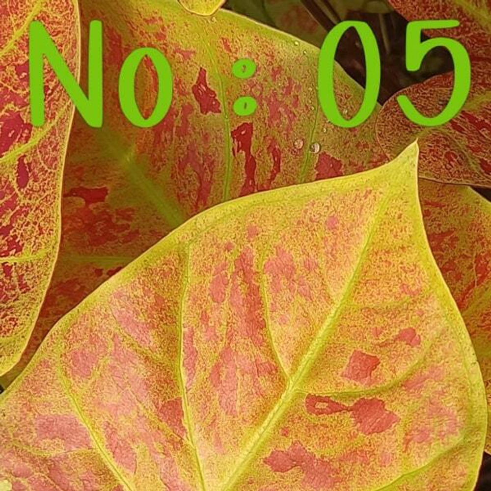 Каладиум 05