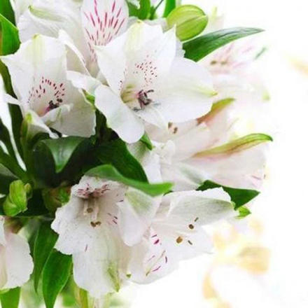 Альстромерия белая