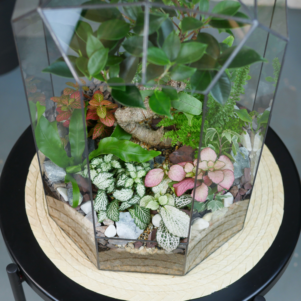 Готовый флорариум Ботанический сад Фикус XL 45см