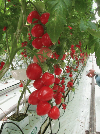 Аморе F1 семена томата индетерминантного (Гавриш) – фото 3