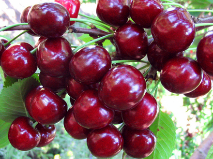 Саженец Вишни «Жуковская» (Привитая, Дерево, Вкус черешни, Крупная)