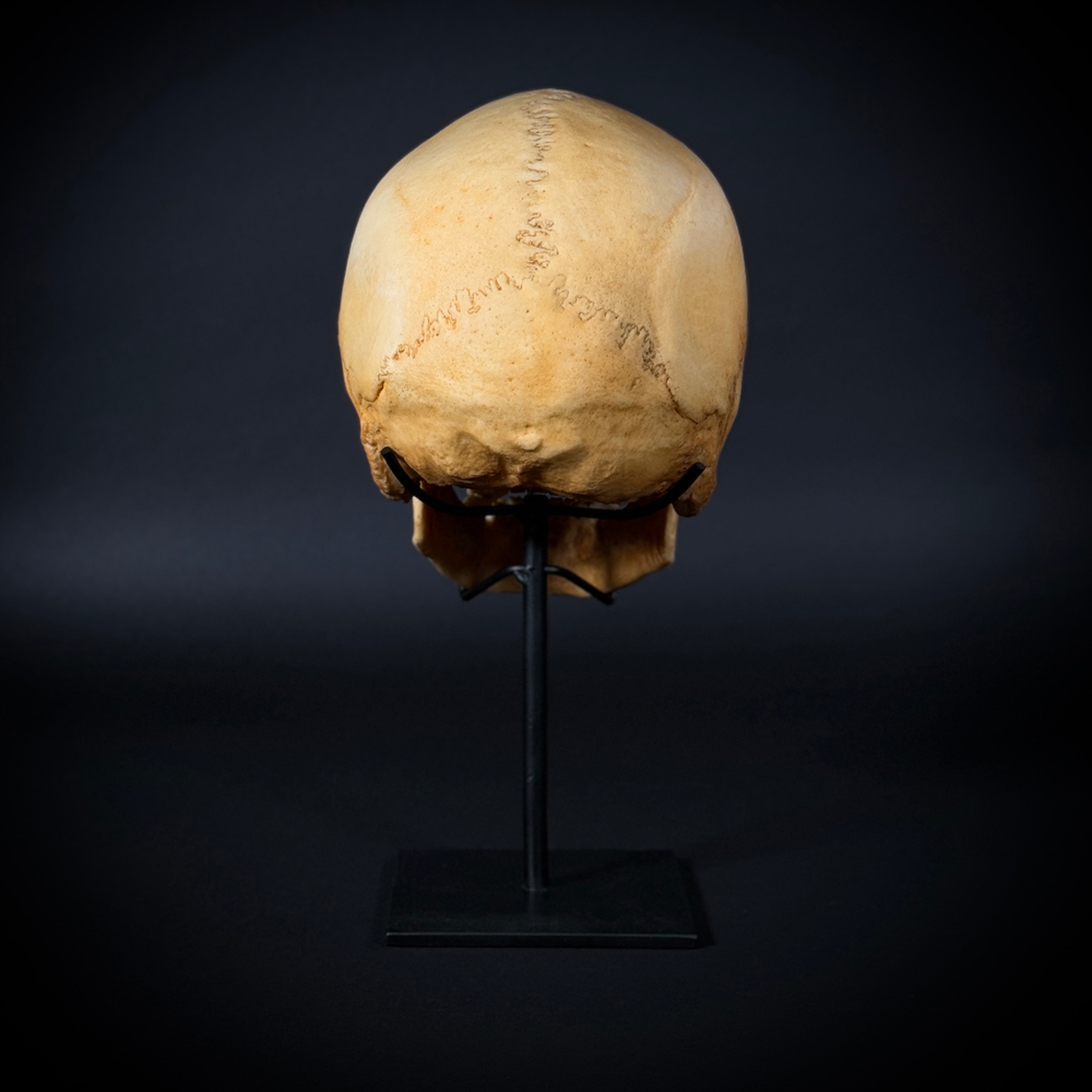 Череп человека на стойке (анатомическая модель)