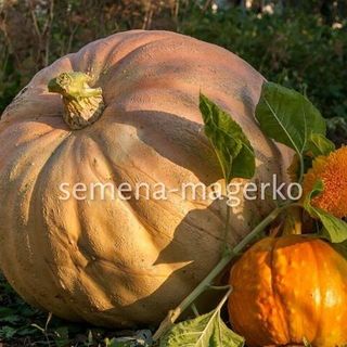 Тыква крупноплодная Стофунтовая 50 (грамм)