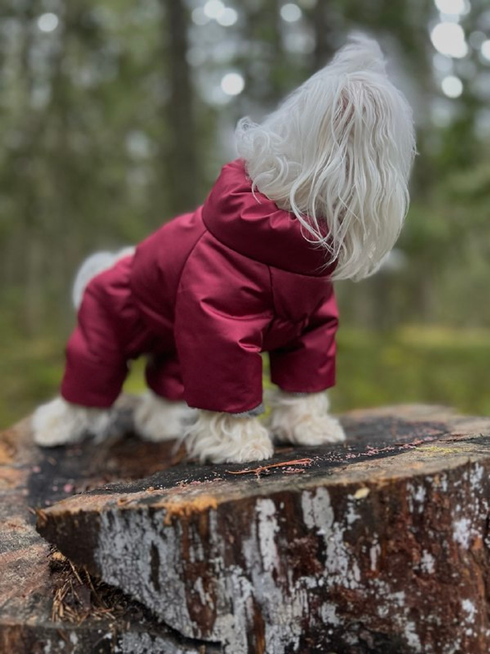 Зимний комбинезон для собак (девочка)